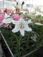 [1890 ClearWater VH No02.JPG]